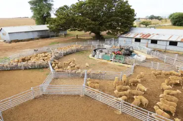 Sheep Yard System Designs