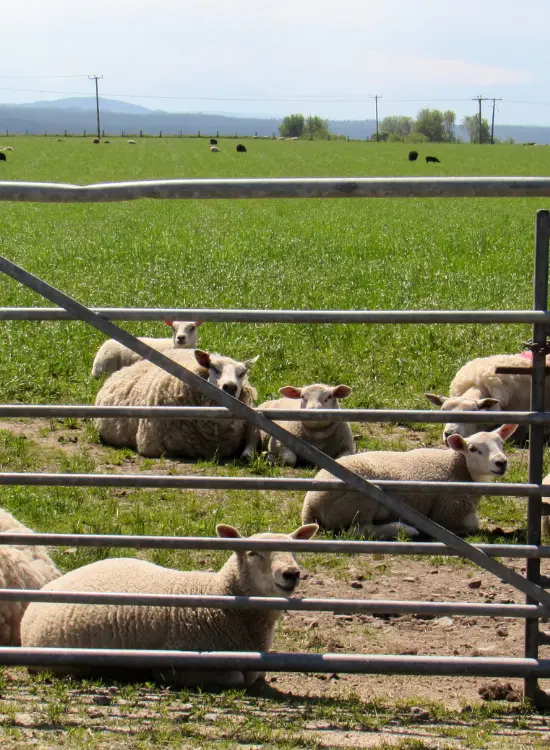 sheep yard