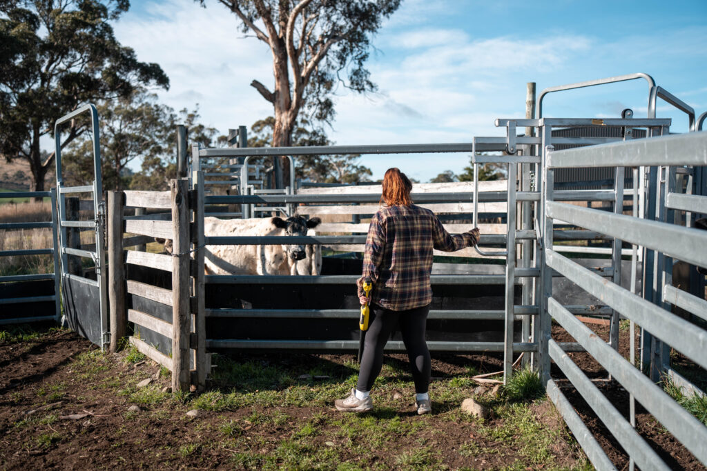 Cattle Yards