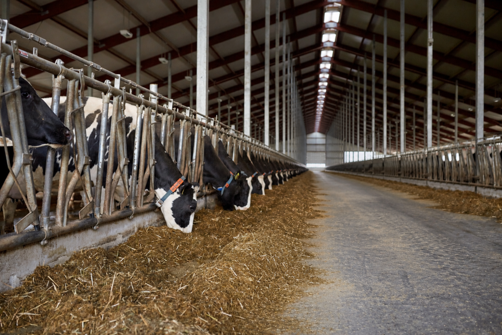 Cattle Yards