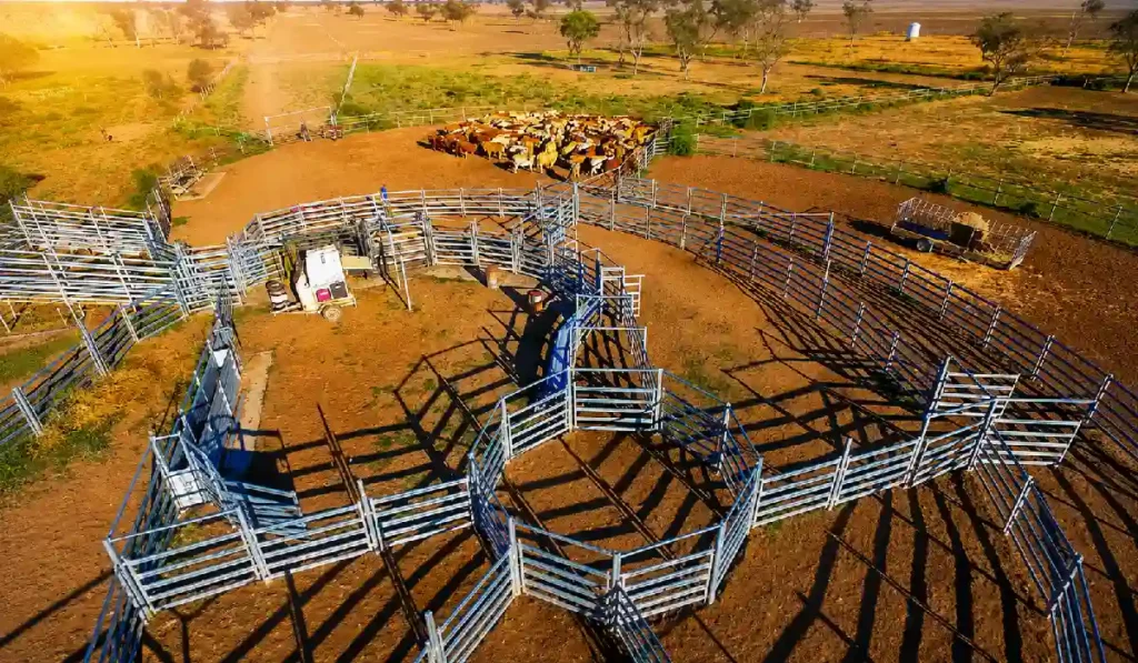 Cattle yards design