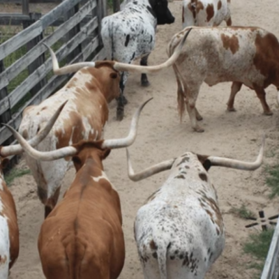 Cattle Yard Panel